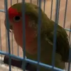 عصفورة روز ضايعة في الرانوناء   المدينة المنورة