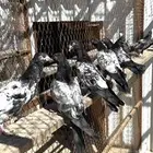 طبات تيديات بيور