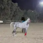 حصان شعبي للبيع