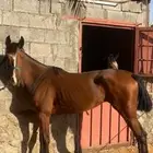 فرس شعبيه منتجه