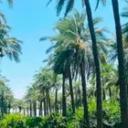 مطلوب مزرعة للايجار