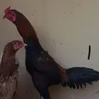 ديك باكستاني