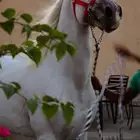 حصان عربي اصيل للبيع