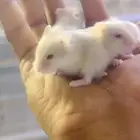 للبيع همستر روسي