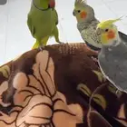 ذكر دره حجم جامبو