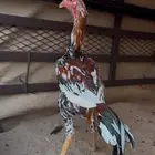 ديك فوليا عمره تقريبا 7 شهور