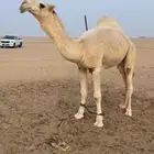 قعود اوضح فحل