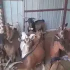 الخرمه   معزاء دهم طيبه العدد14 بالفحل والفحل ولد ولد وعل عل