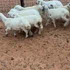 هرافى نجد وحري