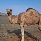 ناقه طيبه ذبح بالحناكيه