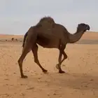 ناقه قصب