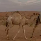 بكره فل على حليب