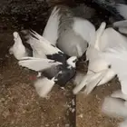 حمام مشكل جمله