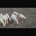 ضان بلدي العدد 15