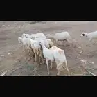 ضان بلدي العدد 10