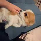 كلب ذكر عمره سنة ونص