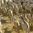 تيوس مستورد 480