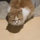 قطة شيرازية للتبني ابها