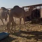 بكره لقيه للبيع