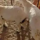 طليان حريات سمان شحم موقعها كبري لبخه