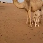 خلفه سنها شاق هديه شرط