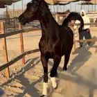 حصان فاخر لون ملكي