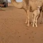 خلفه هديه سوم 13200