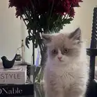 جدة - الحرازات