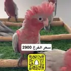 كوكاتو قالا