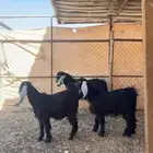 جمد مقاني بفحلها