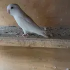 عصفور روز البينو