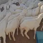 طليان رفيدي العدد 40 من 5 شهور الى 8 شهور