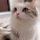 قطتين للتبني