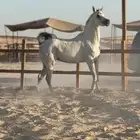 فرس فاخره للبيع