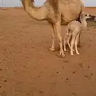 خلفه هديه سوم 13200