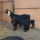 متابيع 2 تحتها 4 والبيع سمح