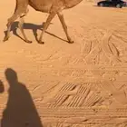 بكره صفراء مفروده