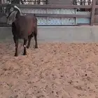 فحل قبرصي بيور