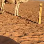 ناقه شقحاء نصوف للبيع