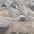 ضان بلدي العدد 37