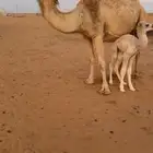 خلفه هديه سوم 13200