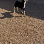 رخل نجديه صنف فاخره