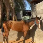 فرس شعبيه شيخه