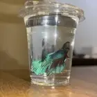 اسماك فايتر حجم هاف مون ب سعر 10 ريال للحبه