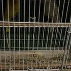 جوز دره هولندي منتج