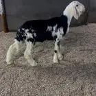 رخل نجديه فاخره