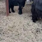 جذع عارضي فاخر مشروط القريع حار