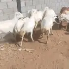 ضان بلدي العدد 25