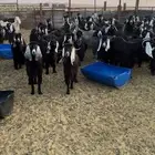 للبيع مراح معزى