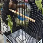 طيور الدرة الهندي للبيع